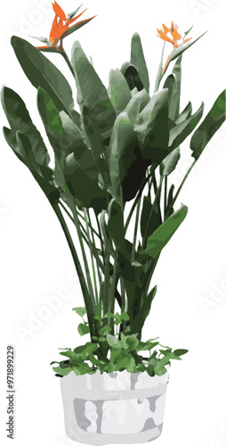Bird of Paradise