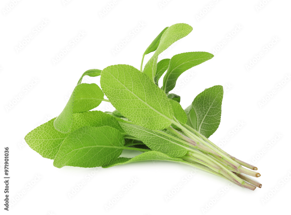 Branches of sage plant with green leaves isolated on white Branches of sage plant with green leaves isolated on white