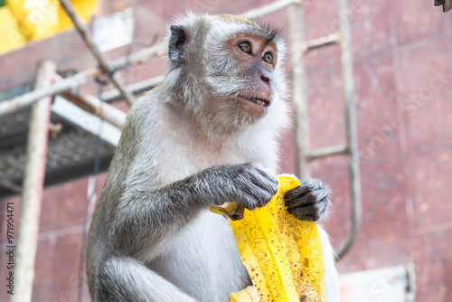 Photography Monkey sitting and peeling a banana in kuala lumpur, malaysia