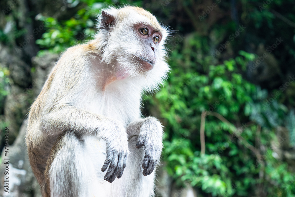 Monkey sitting and looking away in batu caves, a limestone hill that has a series of caves and cave Monkey sitting and looking away in batu caves, a limestone hill that has a series of caves and cave