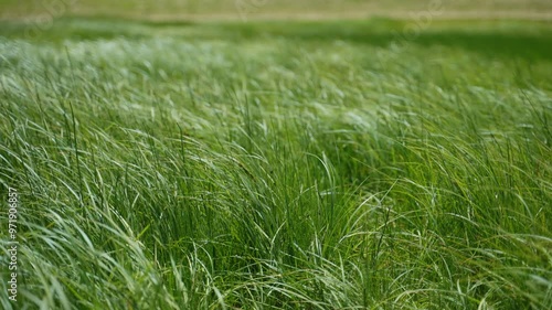 Lush and long grass in a meadow moves in strong winds blowing in nature. Close up of high grass in field or forest as wind blows