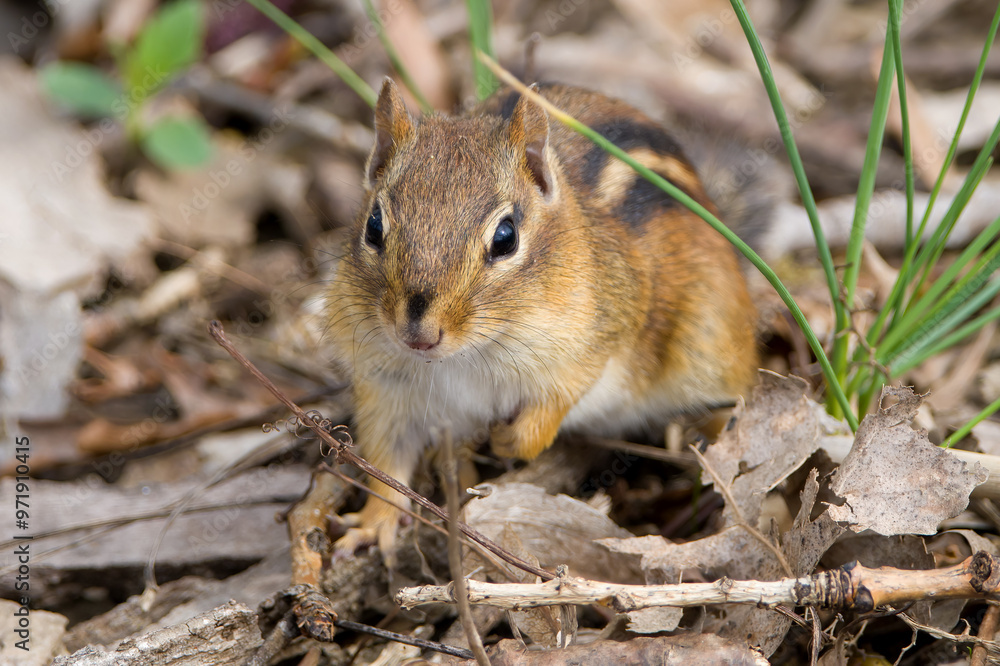 Chipmunk Close-up Chipmunk Close-up