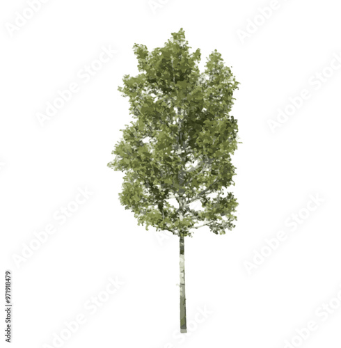 Trembling aspen tree