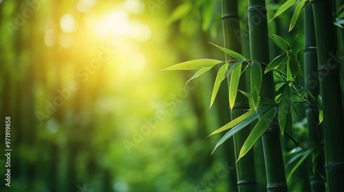 Tranquil Bamboo Grove at Sunset