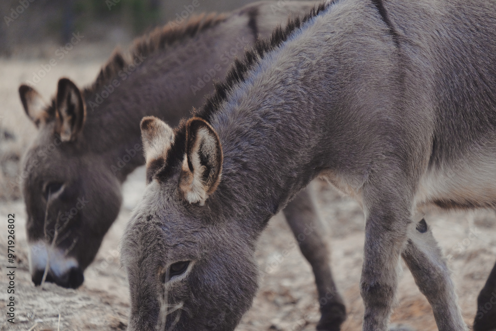 Pair of Mediterranean mini donkeys closeup as animal friends on farm. Pair of Mediterranean mini donkeys closeup as animal friends on farm.