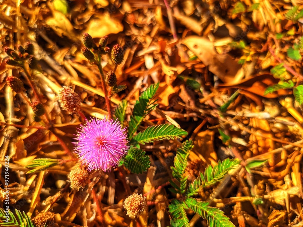 Putri malu flower on the field