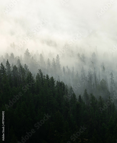 fog in the mountains over trees