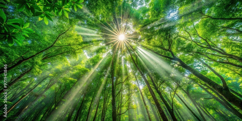 Rays of sunlight shining through lush green forest canopy , nature, sunlight, trees, beams, shadows, tranquility Rays of sunlight shining through lush green forest canopy , nature, sunlight, trees, beams, shadows, tranquility