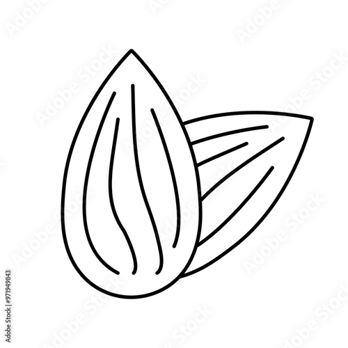 Almond line icon vector, almond nut icon vector in trendy flat style illustration isolated on white background.