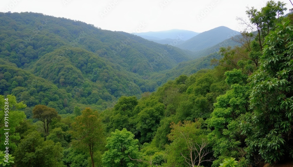 Obraz premium Vast verdant forest under a clear sky