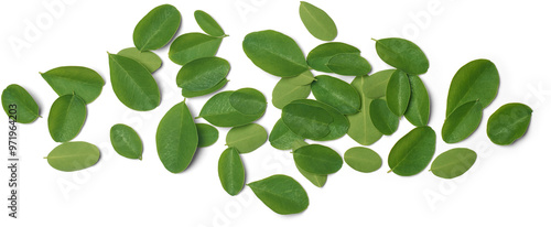 pile of super food moringa tree leaves isolated white background, drumstick or horseradish plant small oval shaped leaves for high nutritional and medicinal properties