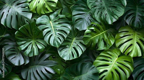 A lush close-up of green tropical leaves, creating a vibrant and fresh atmosphere, perfect for nature and design inspiration.