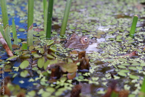 frog on water plants, nature 