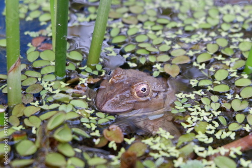 frog on water plants, nature  photo