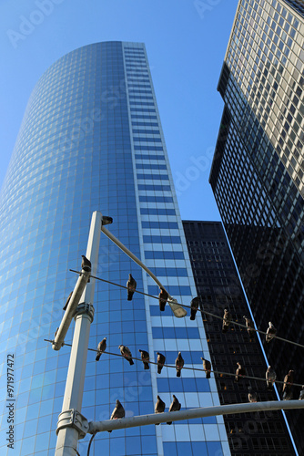 Doves in Manhattan vertical, New York City