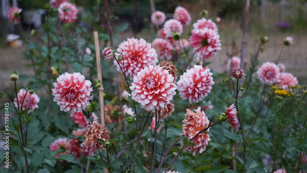 flowers in the garden flowers in the garden