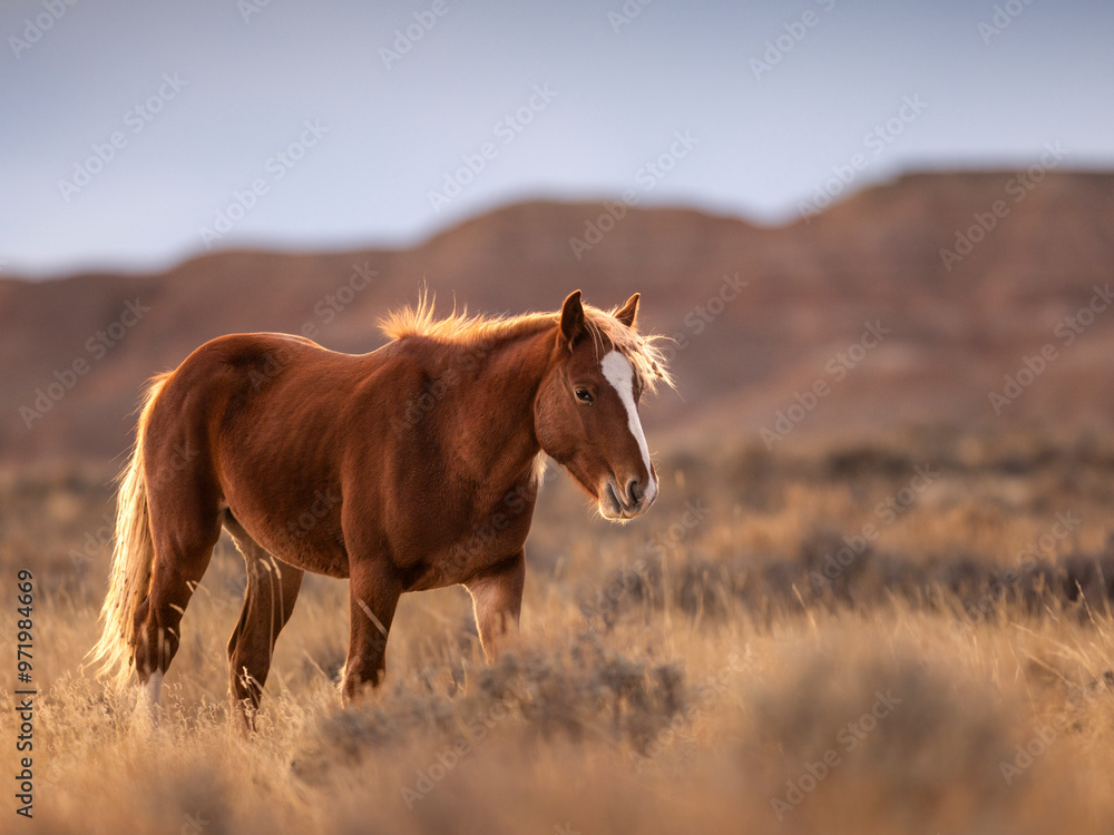 Fototapeta premium wild horse in a meadow at sunset