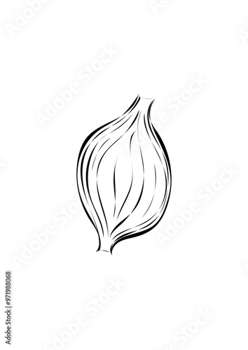 Zwiebel 