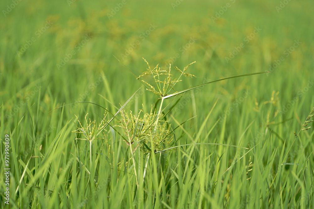 Grassland and Seed Stalks, Nature Green Grass Field, Wild Grasses in Focus, Green Grass Close-Up, Tall Grass with Seeds, Field of Green Grass, Wild Grass in Bloom Stock Photo. Grassland and Seed Stalks, Nature Green Grass Field, Wild Grasses in Focus, Green Grass Close-Up, Tall Grass with Seeds, Field of Green Grass, Wild Grass in Bloom Stock Photo.