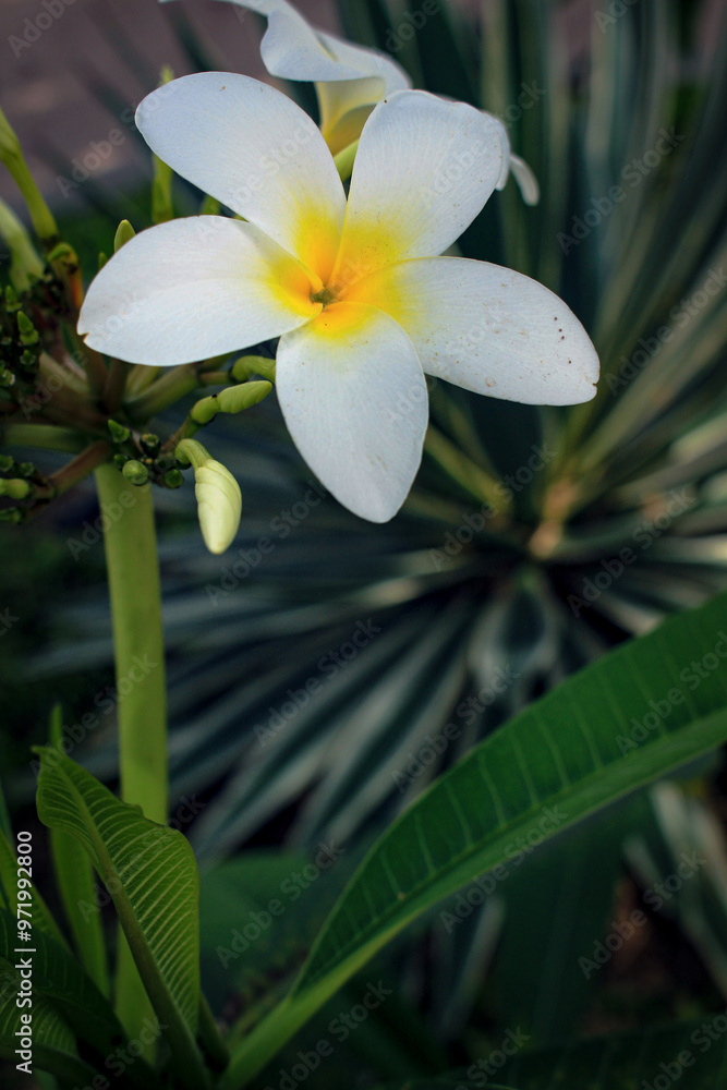 Obraz premium White Plumeria