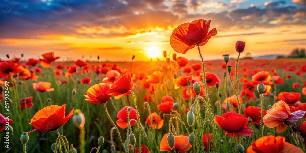 Fototapeta premium Colorful wallpaper of poppies field under sunrise rays, warm light, bright colors, nature, flowers, poppies, field, sunrise
