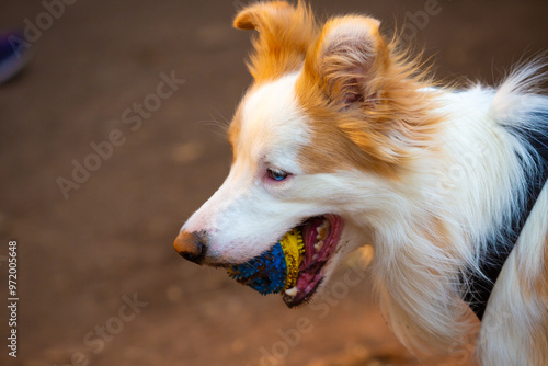 Border Collies playing fetch in a public park