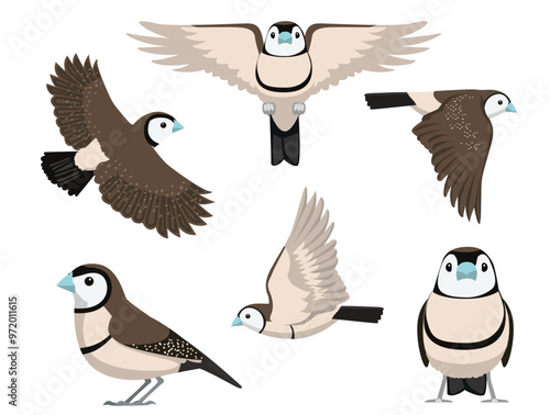 Owl Finch Bird Pet Various Poses Cartoon Vector Character