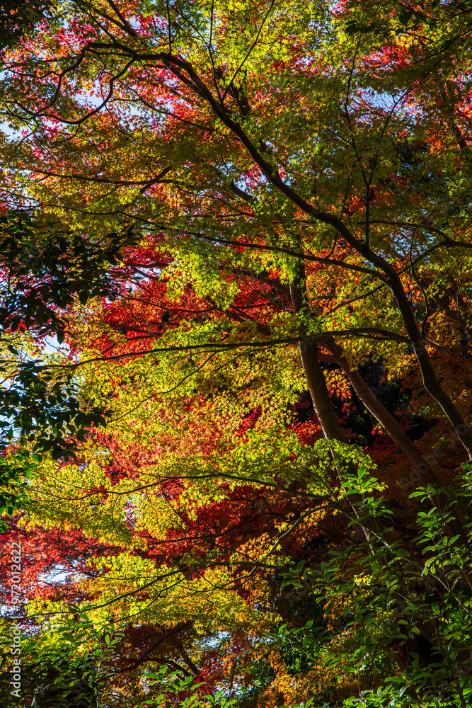 日本の風景・秋 東京都文京区 紅葉の小石川後楽園 日本の風景・秋 東京都文京区 紅葉の小石川後楽園