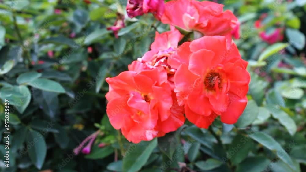 Fresh Beautiful Garden Roses blooming in a summer garden Fresh Beautiful Garden Roses blooming in a summer garden