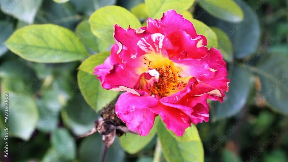 Fresh Beautiful Garden Roses blooming in a summer garden Fresh Beautiful Garden Roses blooming in a summer garden