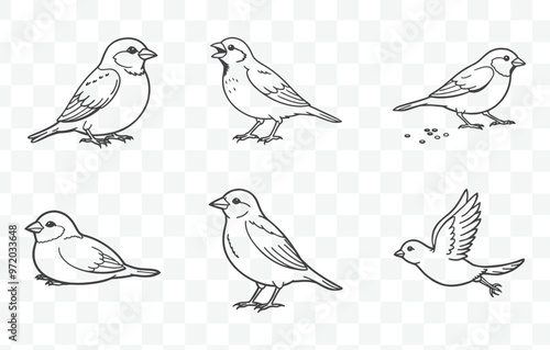Print Sparrow Line Art Vector Set of Detailed Bird Illustrations for Nature Inspired Designs and Creative Projects