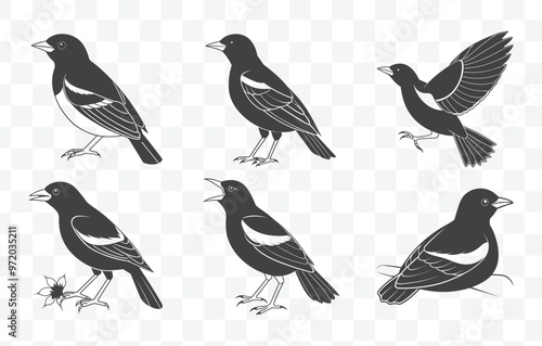 Oriole Line Art Vector Set Detailed Illustrations of Orioles in Minimalist Style for Design and Art Projects