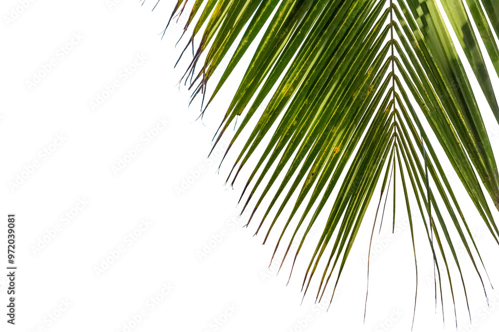 Fototapeta premium Palme de cocotier sur fond blanc 