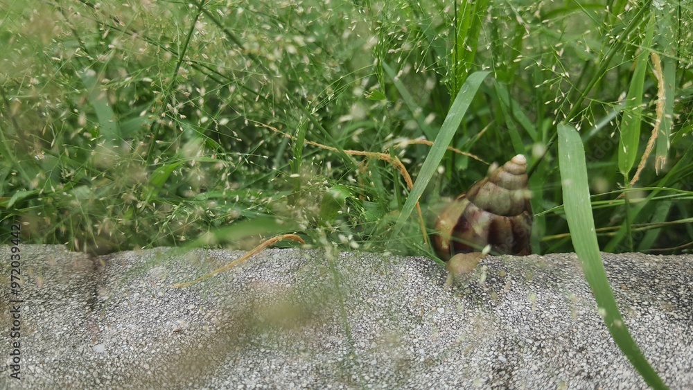 Obraz premium snail in the grass