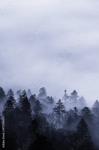 Wallpaper Mural 針葉樹の森と雲の幻想的な風景。おとぎ話の一場面のような印象で自然の雄大さも感じさせる。 Torontodigital.ca