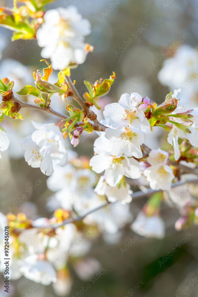 密集した桜の花のクローズアップ。背景のボケ。 密集した桜の花のクローズアップ。背景のボケ。