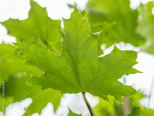 Maple branches with green and yellow leaves in autumn, in the light of sunset.