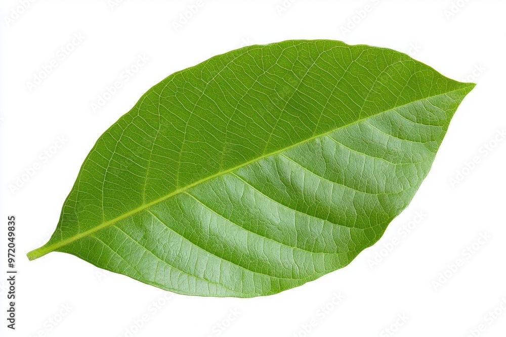 Obraz premium Green cocoa leaf isolated on white background, natural leaf detail, green leaf texture
