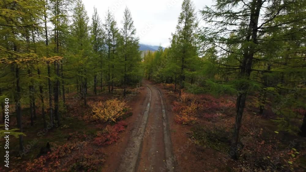 The drone glides over a peaceful forest path, capturing the vibrant colors of autumn foliage and the lush greenery surrounding the winding trail. A serene view unfolds. The drone glides over a peaceful forest path, capturing the vibrant colors of autumn foliage and the lush greenery surrounding the winding trail. A serene view unfolds.
