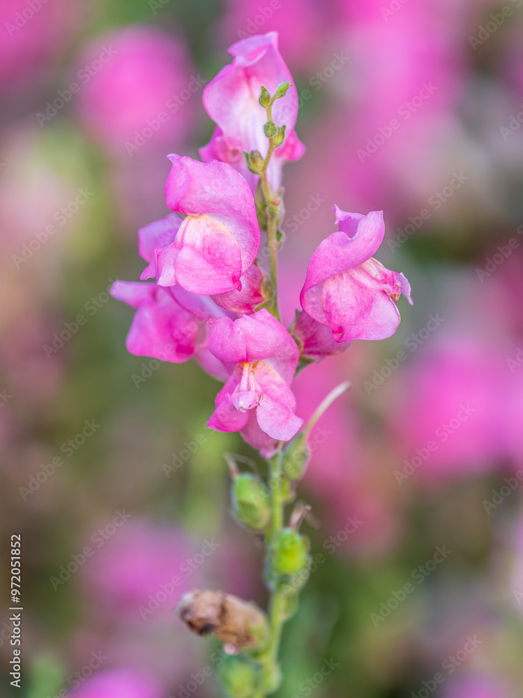 Pink flowers in the garden called Snapdragon or Antirrhinum majus or Bunny rabbits. Pink flowers in the garden called Snapdragon or Antirrhinum majus or Bunny rabbits.