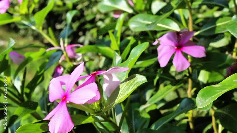 Catharanthus roseus or Periwinkle flowers Catharanthus roseus or Periwinkle flowers