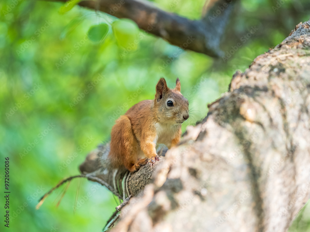 Squirrel sits on a branch in Autumn park Squirrel sits on a branch in Autumn park
