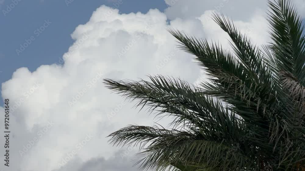 beautiful palm tree and sky background beautiful palm tree and sky background