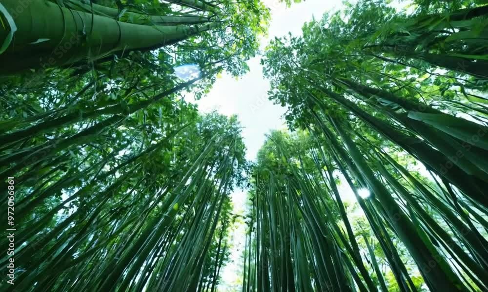 Low angle shot of green bamboo forest Low angle shot of green bamboo forest