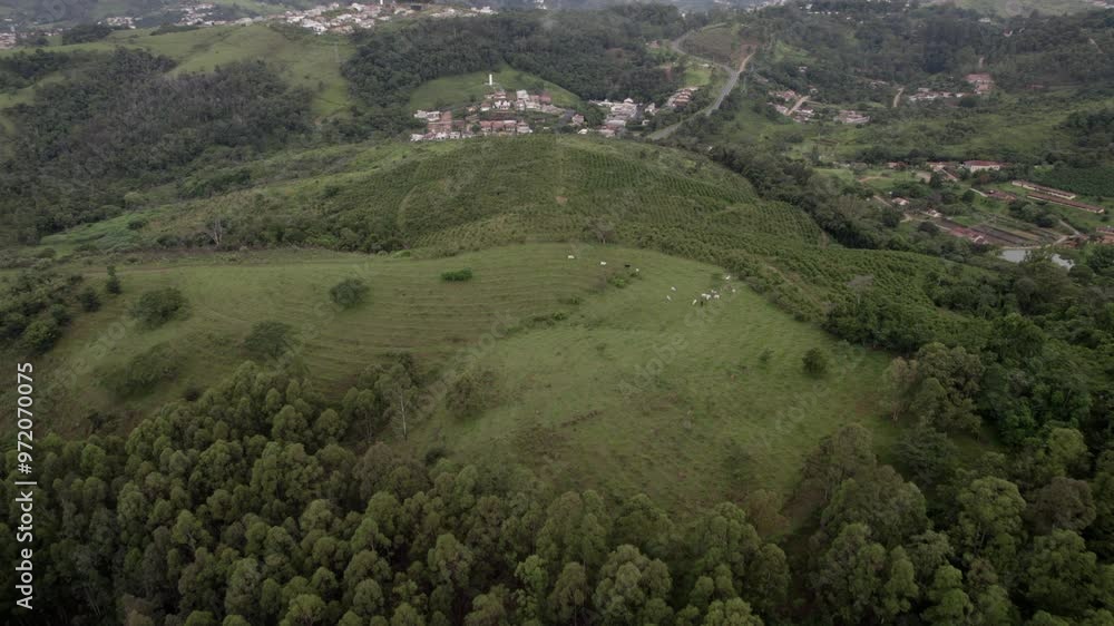 Beef Cattle Cows grazing on countryside in front of small Brazilian town with agriculture - aerial view Beef Cattle Cows grazing on countryside in front of small Brazilian town with agriculture - aerial view