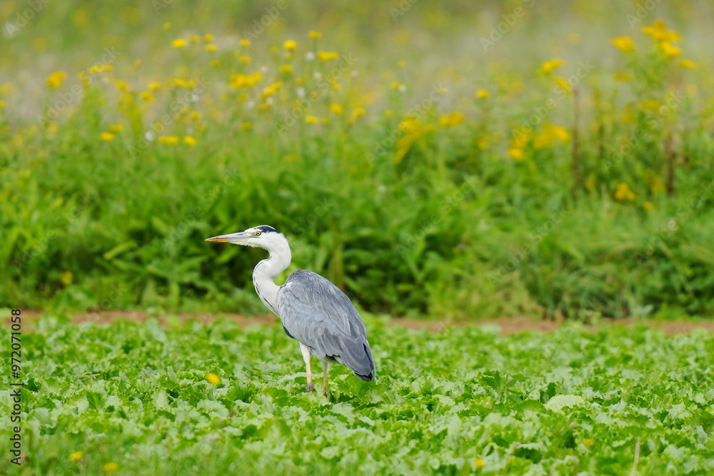 草原にいたアオサギ