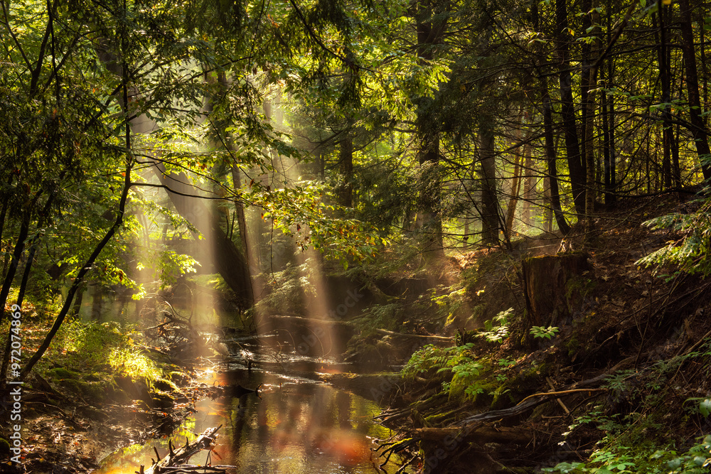 Fototapeta premium Dark forest with a small stream, fir branches and rays of light. Fantastic coniferous forest.