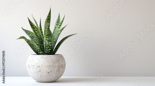 Sansevieria plant in a modern flower pot on a gray background