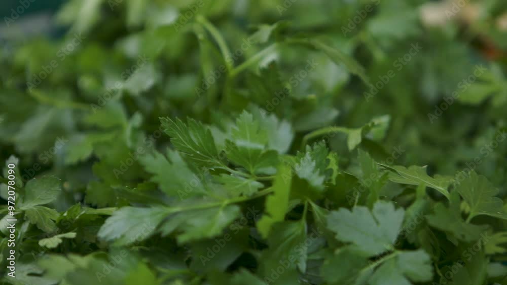 Fresh parsley leaves with vibrant green color in a close-up shot Fresh parsley leaves with vibrant green color in a close-up shot