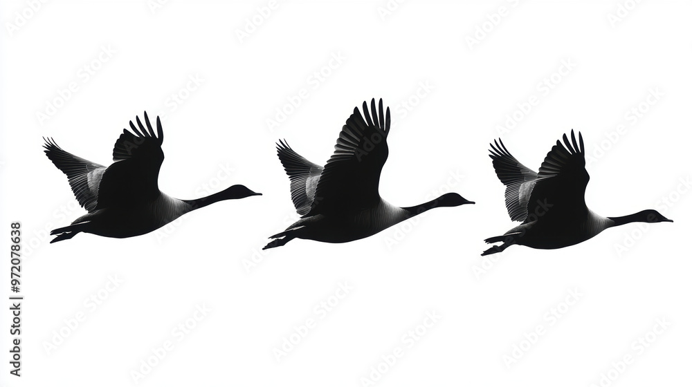 Obraz premium Goose Silhouette Flight.